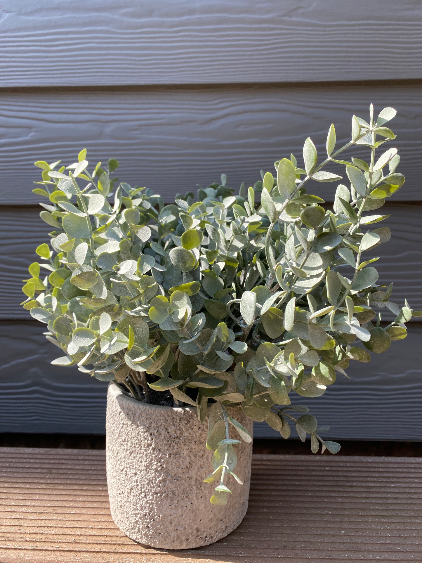 Eukalyptus Topf